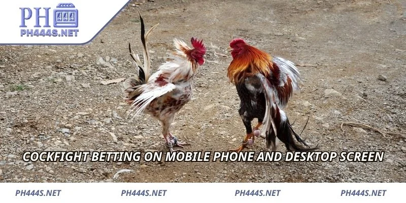 Cockfight betting on mobile phone and desktop screen
