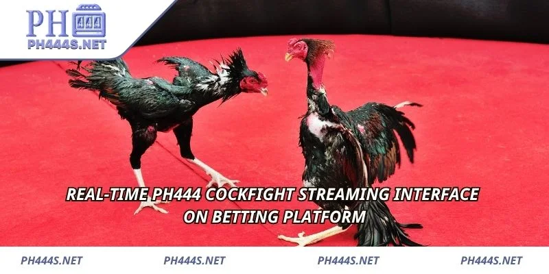 Real-time PH444 cockfight streaming interface on betting platform